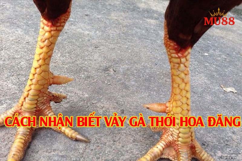 Cách xem vảy gà thới hoa đăng chính xác