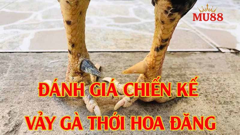 Chiến kê sở hữu vảy gà thới hoa đăng tốt hay xấu?