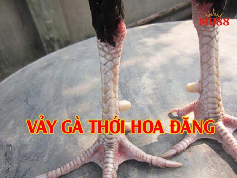 Khái niệm về vảy gà thới hoa đăng