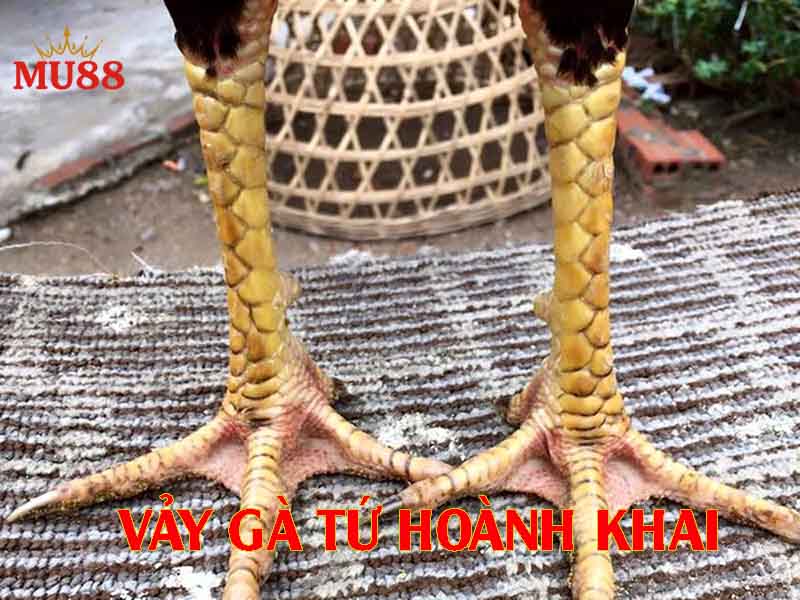 Vảy gà tứ hoành khai là gì? Cách nhận biết chuẩn nhất