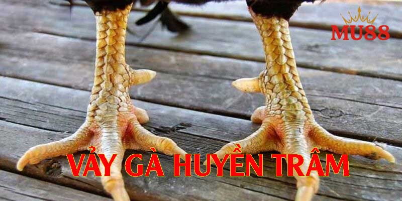 Vì sao vảy gà Huyền trâm được xem là vảy quý hiếm?