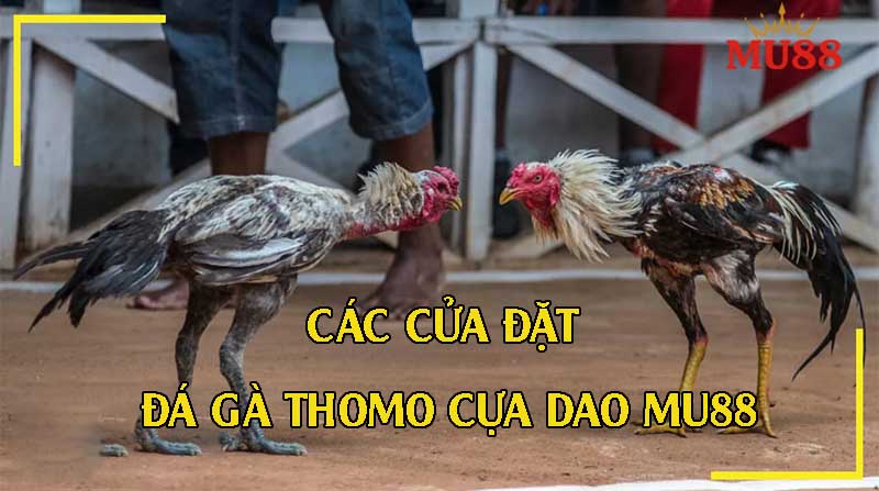 Chọn Meron – Wala – BDD, đặt nhanh, trả thưởng cao, xem đá gà cực cuốn!