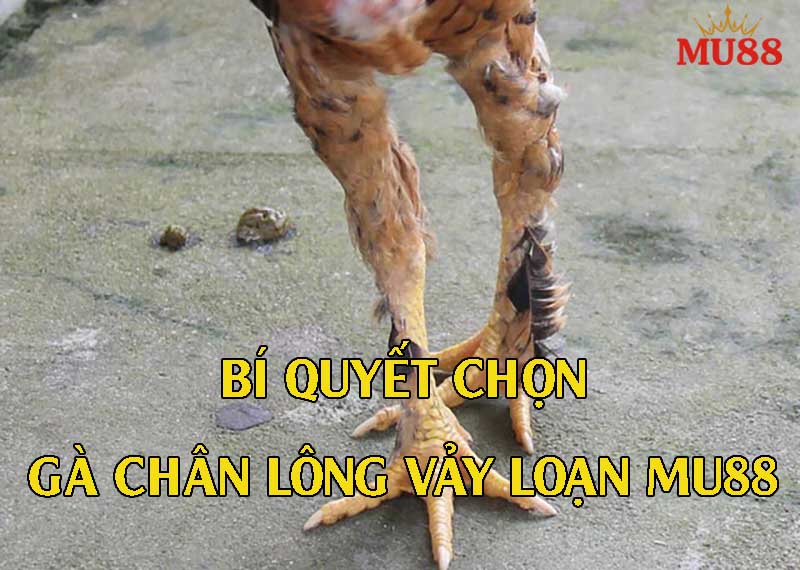 Chọn đúng gà chân lông vảy loạn – tăng tự tin khi xuống tiền đá gà tại Mu88.