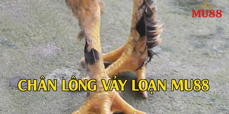 Gà chân lông vảy loạn – Ngoại hình độc lạ, chiến kê hiếm chuẩn anh em đam mê đá gà.