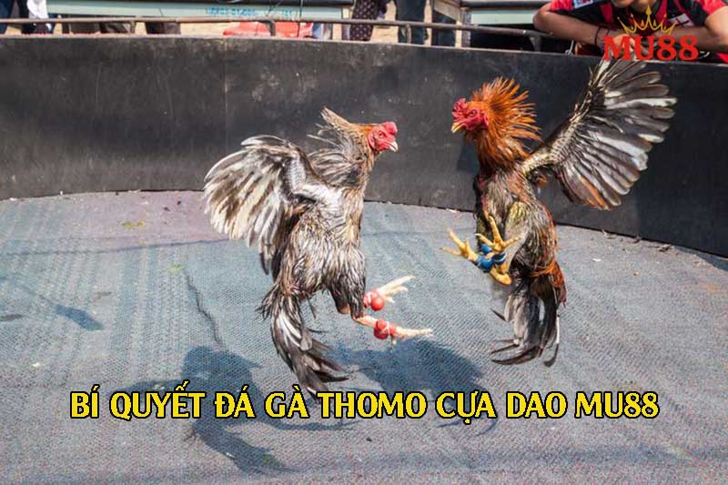 Quan sát dáng, chân và đòn đánh để tăng tỷ lệ thắng khi cược đá gà Thomo cựa dao.