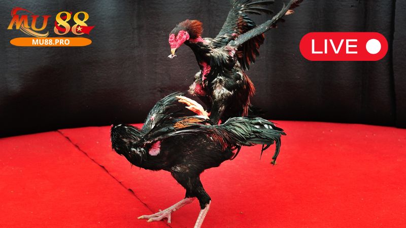 Chuyên mục đá gà có kết nối với sảnh chơi uy tín